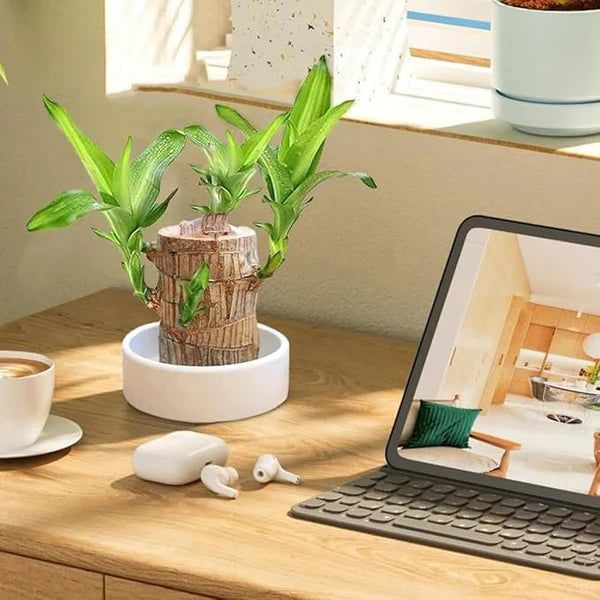 Brazilian Lucky Wood Mini Plant - Easy Care, Positive Energy Desk Decor