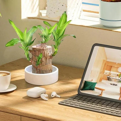 Brazilian Lucky Wood Mini Plant - Easy Care, Positive Energy Desk Decor