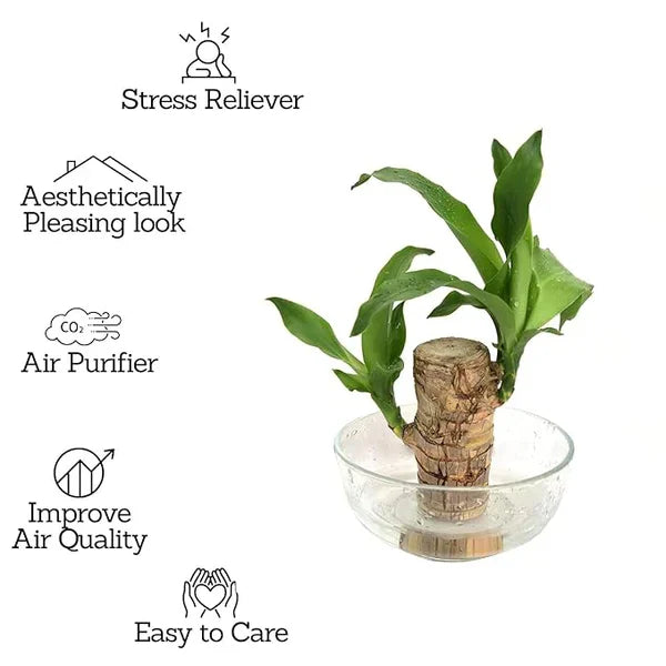 Brazilian Lucky Wood Mini Plant - Easy Care, Positive Energy Desk Decor