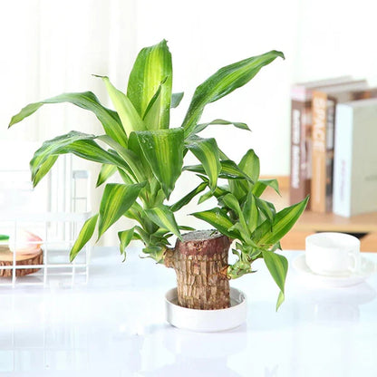 Brazilian Lucky Wood Mini Plant - Easy Care, Positive Energy Desk Decor