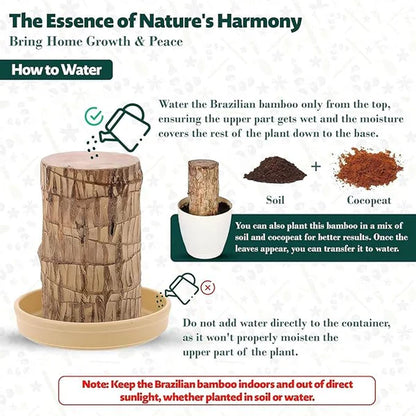 Brazilian Lucky Wood Mini Plant - Easy Care, Positive Energy Desk Decor