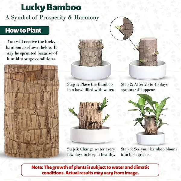 Brazilian Lucky Wood Mini Plant - Easy Care, Positive Energy Desk Decor