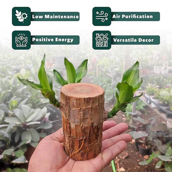 Brazilian Lucky Wood Mini Plant - Easy Care, Positive Energy Desk Decor