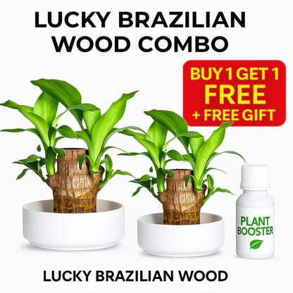 Brazilian Lucky Wood Mini Plant - Easy Care, Positive Energy Desk Decor