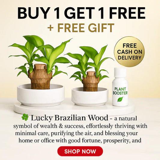 Brazilian Lucky Wood Mini Plant - Easy Care, Positive Energy Desk Decor
