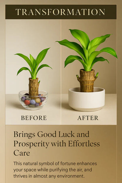 Brazilian Lucky Wood Mini Plant - Easy Care, Positive Energy Desk Decor